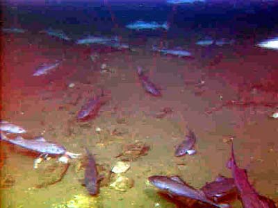 school of sablefish