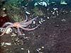 Seastar amid bivalve shells