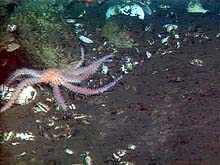 seastar amid bivalve and gastropod shells