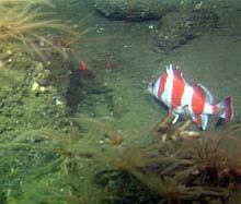 flag rockfish
