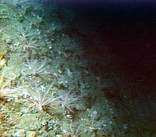 ridge covered with crinoids and sponges