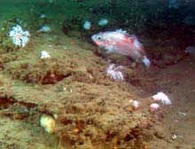 An aurora or splitnose rockfish
