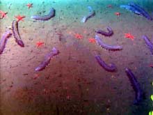 Sea cucumber and seastar aggregations