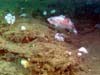 Rockfish