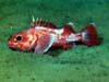 Longspine thornyhead rockfish