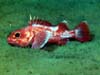 Longspine thornyhead rockfish