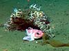 Thorny rockfish