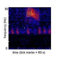 spectrogram of a minke whale