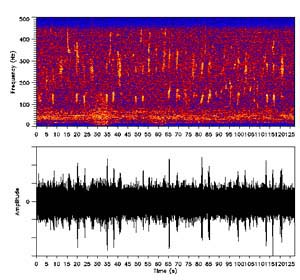 spectrogram of a humpback whale