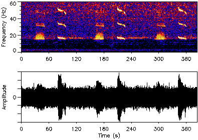 Spectrogram of a blue whale call