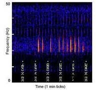 spectrogram of a fin whale