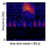 spectrogram of a minke whale