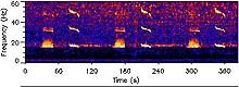 spectrogram of a blue whale