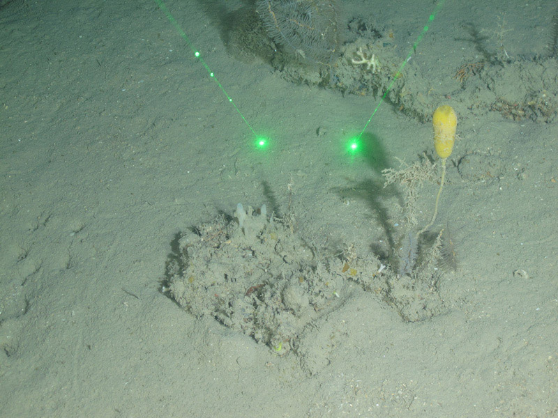 This “corndog sponge” (Rhizaxinella clava) was collected during an Exploring the Blue Economy Biotechnology Potential of Deepwater Habitats expedition dive on Bright Bank at a depth of 120 meters (394 feet).