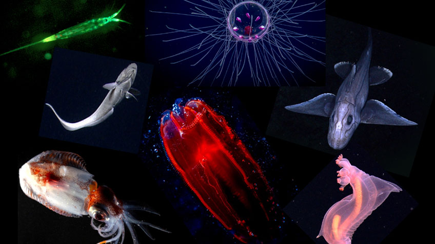 Midwater organisms that may be found in the deep scattering layer (DSL). Left: an iridescent copepod, the underbelly of a fish, and a squid. Middle: a jellyfish and a ctenophore. Right: a rabbit fish and a pelagic sea cucumber.