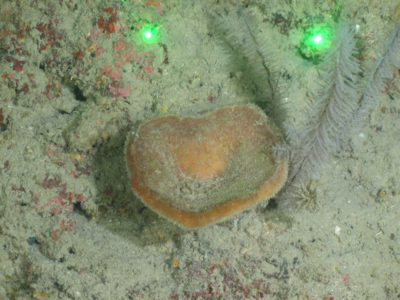 Plate sponges in the family Corallistidae were common near the Flower Garden Banks and were collected for further analysis on the Exploring the Blue Economy Biotechnology Potential of Deepwater Habitats expedition. Certain species in this family are known to produce pharmaceutically relevant compounds.