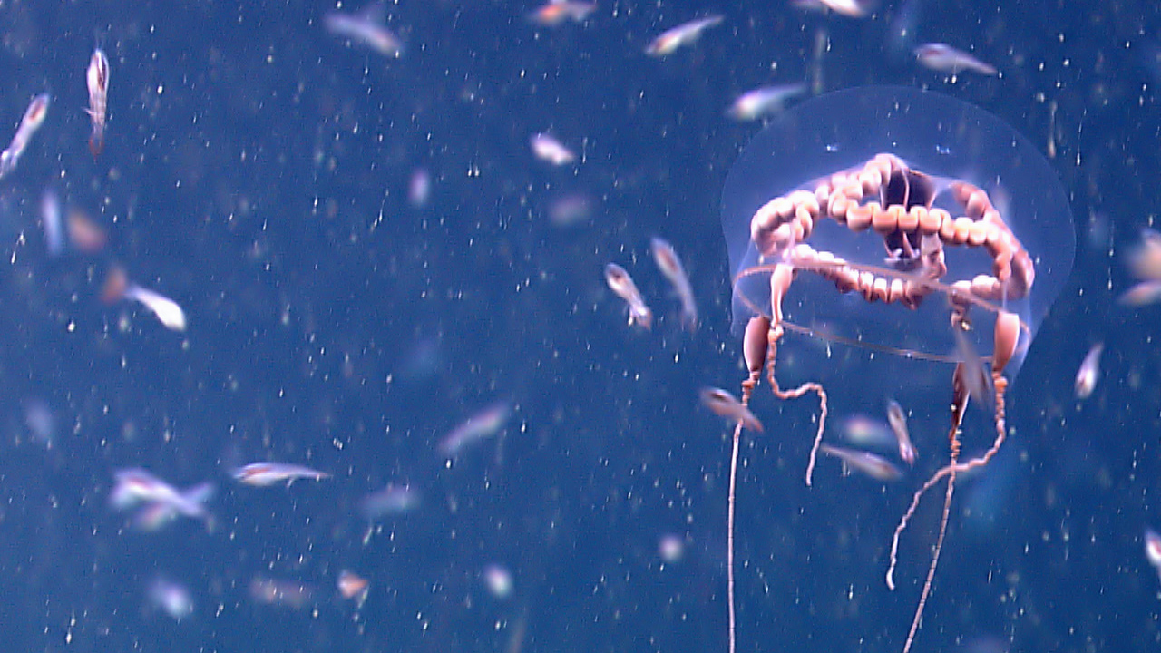 Mysteries of the Mesopelagic