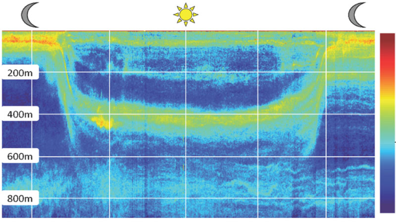 What is vertical migration of zooplankton and why does it matter?