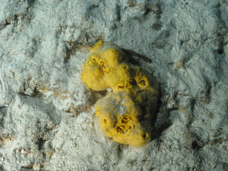 This sponge in the genus Spongosorites makes the compound topsentin, which is used as an anti-inflammatory.