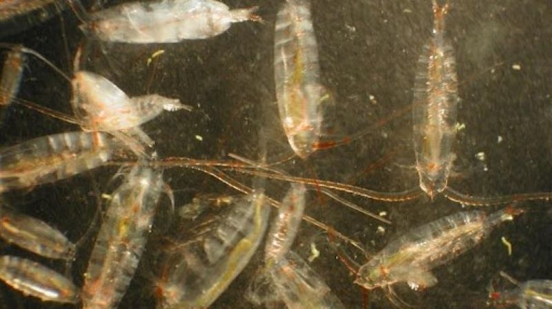 Copepods (shown here) are a type of zooplankton and are a big part of the diel vertical migration. Like other tiny marine animals that share a similar diet, copepods are particularly likely to migrate to surface waters at night and deep water during the day.