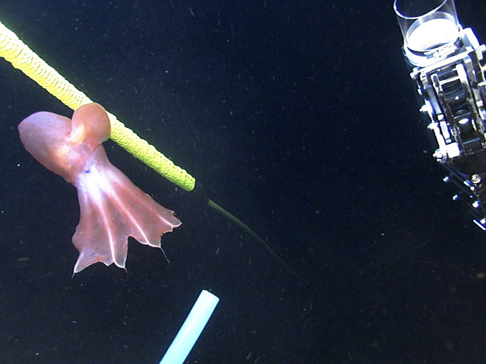 A finned octopus seen in the Arctic in 2005. These octopods are technically known as cirrates, but they are sometimes called 'dumbos' because the large fins make them look like flying cartoon elephants flapping their ears.