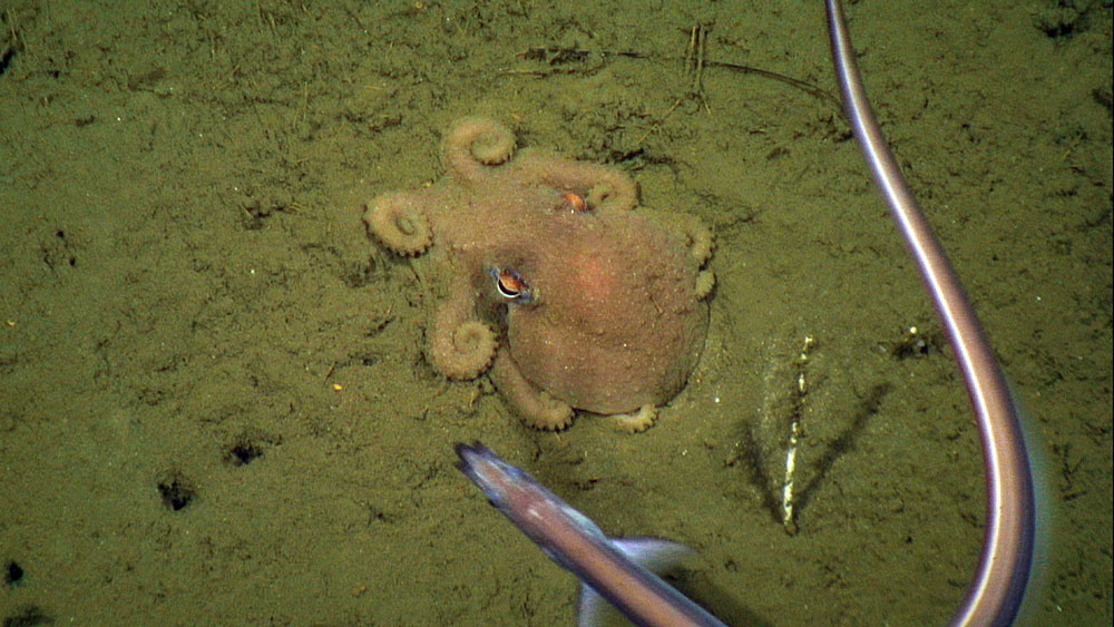 An octopus AND an eel...seen during the 2013 ROV shakedown on the Okeanos Explorer in the U.S. Northeast Canyons.