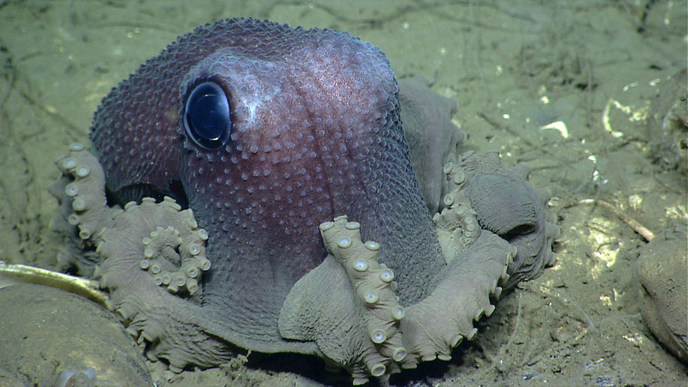 Octopus seen during the 2013 ROV shakedown on the Okeanos Explorer in the U.S. Northeast Canyons.
