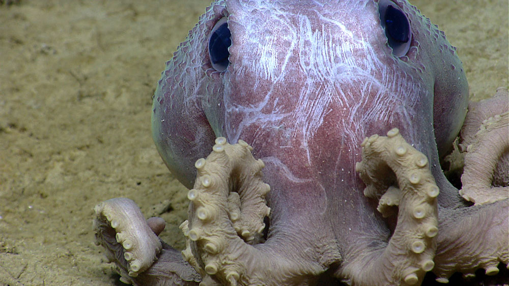 Octopus seen on June 2, 2013, off the northeast U.S. coast during the first expedition that ever used the Deep Discoverer remotely operated vehicle.