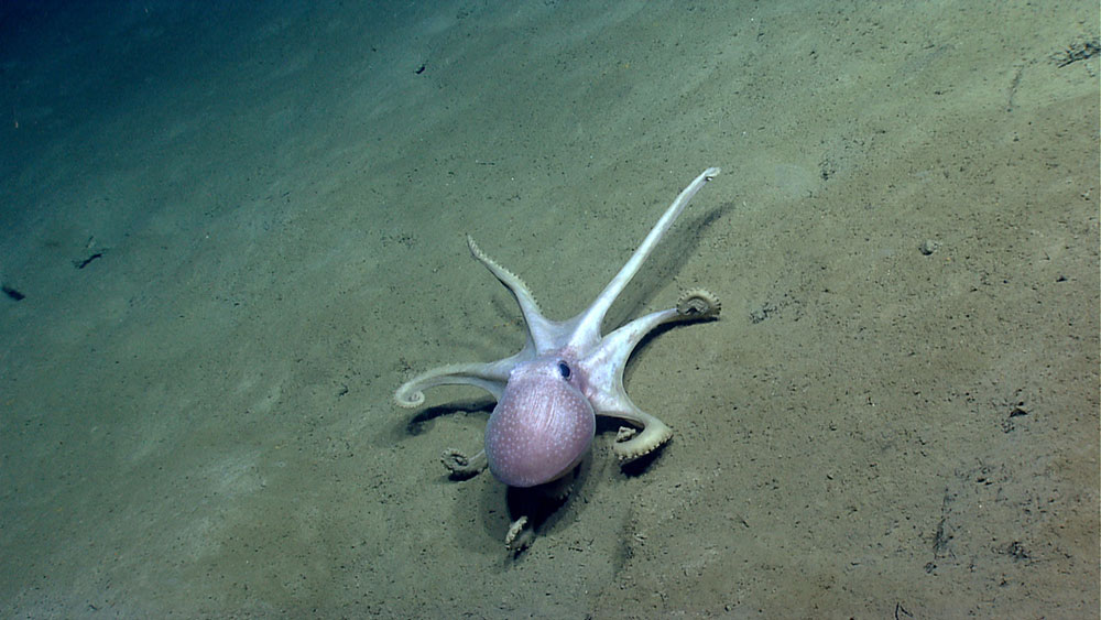 Octopus seen along the western wall of Atlantis Canyon during the Okeanos Explorer Northeast U.S. Canyons 2013 expedition.