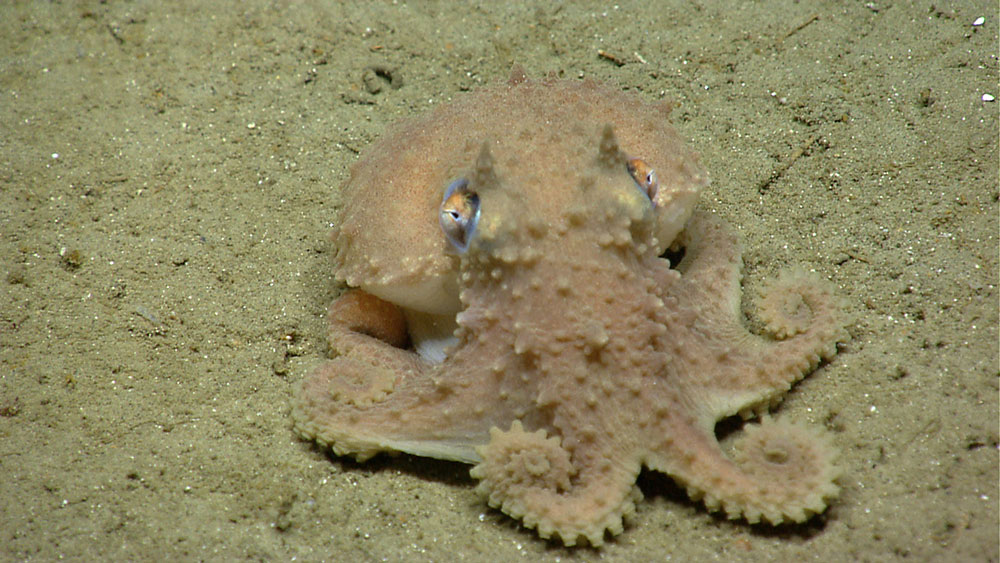 An octopus seen while exploring an an intercanyon between Powell and Lydonia Canyons.