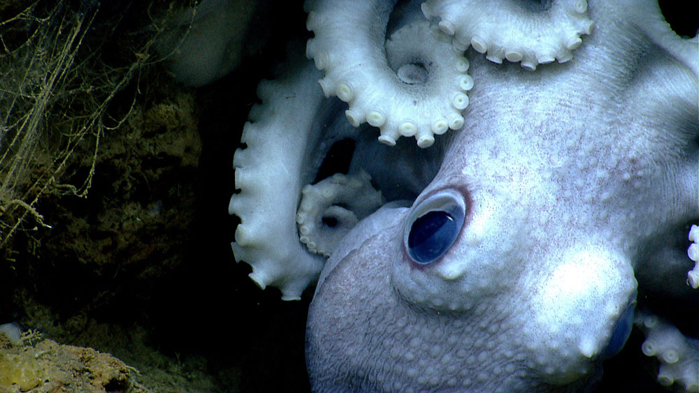 Close look at an octopus seen on August 15 in Welker Canyon during the NOAA Okeanos Explorer Northeast U.S. Canyons Expedition 2013.