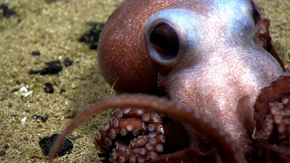 Octopus seen during the Okeanos Explorer Our Deepwater Backyard: Exploring Atlantic Canyons and Seamounts 2014 expedition.