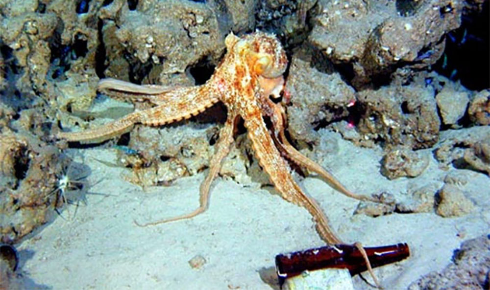 An octopus stretches an arm over a beer bottle as it sits in its home on the rocks. The octopus did not appear to be disturbed by the submersible, and proceeded to hunt for prey in the surrounding holes. It caught one of the small blue fish seen to the right in the picture.