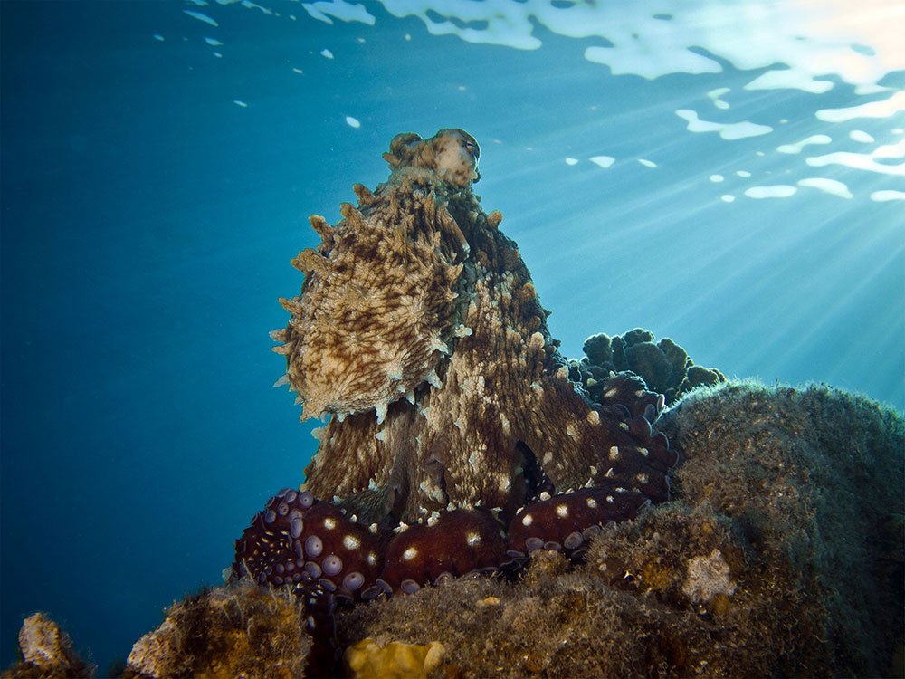 Did you know that an octopus can change color to match its surrounding environment, as a way to hide from predators?  (Image of an octopus on a rock in shallow water in the Red Sea; submitted by Shai Oron to the Ocean Exploration 2020 Photo Contest in 2013.)