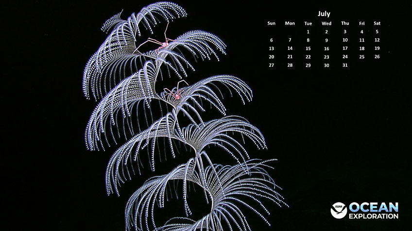 Luminescent deep-sea creature with calendar and NOAA logo on black background.