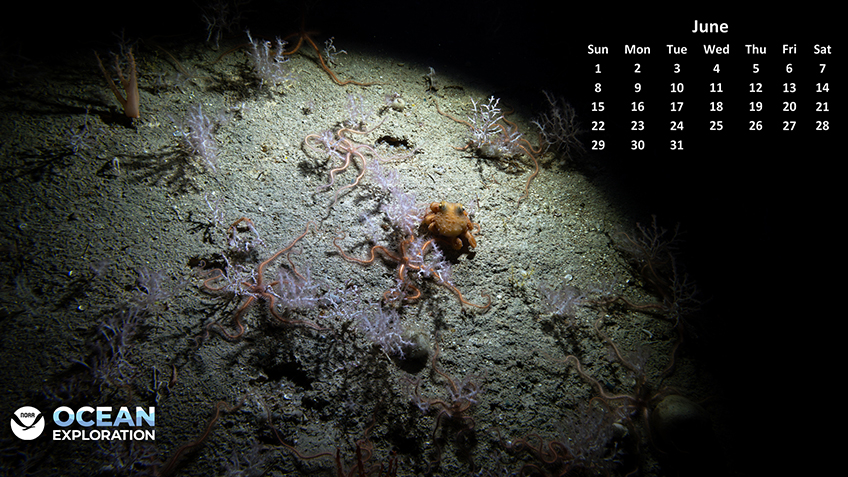 Marine scene with an orange octopus on the ocean floor surrounded by brittle stars and sea plants, with a June calendar overlay.