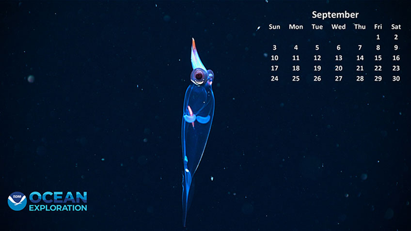 This beautiful glass squid (<em>Taonius borealis</em>) was seen at a depth of 700 meters (2,300 feet) southwest of Kodiak Island during Seascape Alaska 3. The red organ in the center of the squid is its digestive gland, flanked on either side by two white, crescent-shaped organs that are the squids gills.