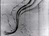 Gulf Stream Chart
