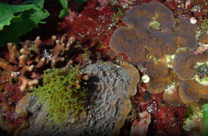 Explore Mesophotic Coral Ecosystems