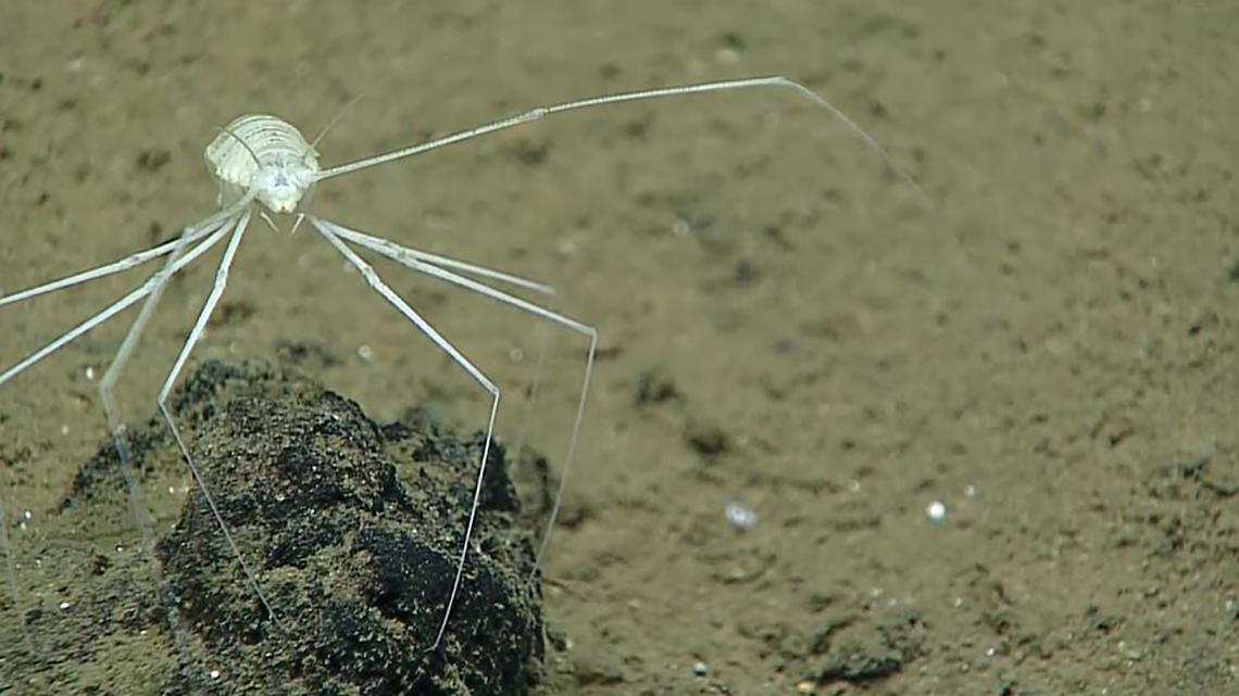 This isopod, unknown to our science team, was seen while exploring a site dubbed (appropriately!)