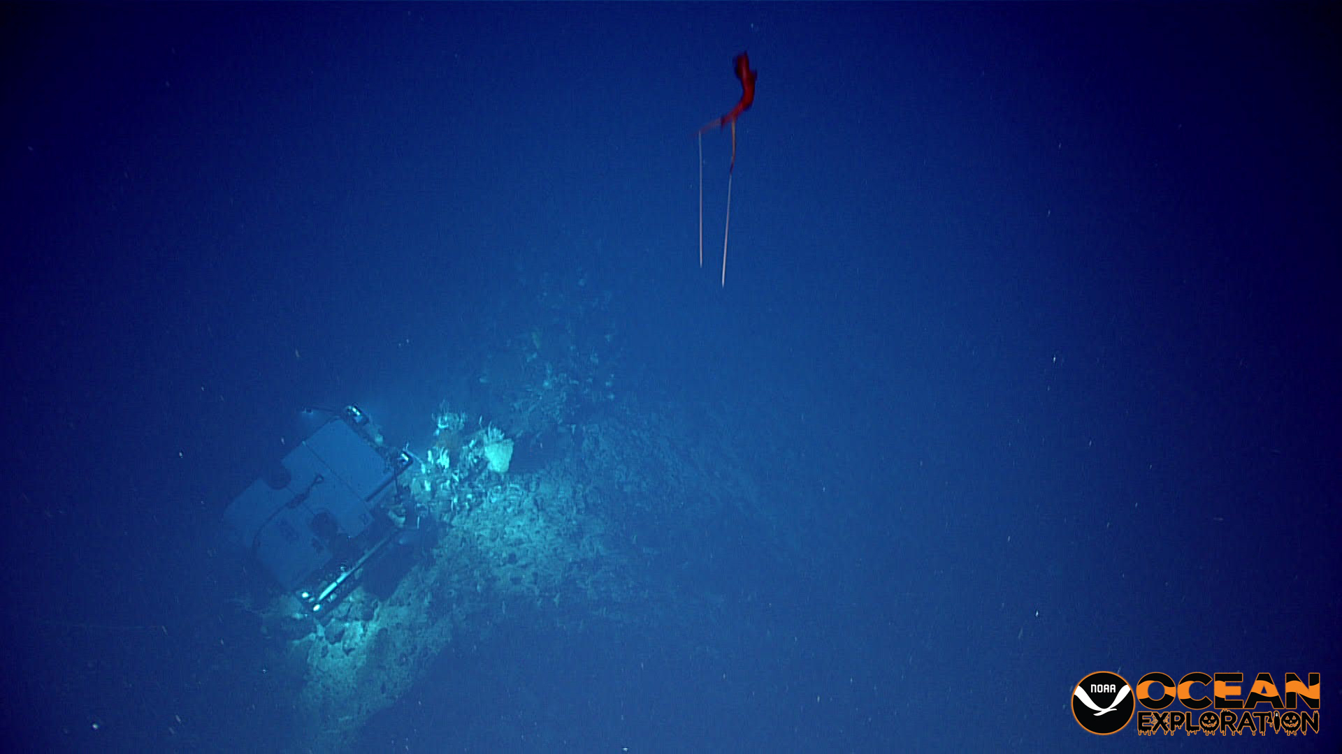 As remotely operated vehicle (ROV) Deep Discoverer is investigating the seafloor, ROV Seirios “watches” from above, catching glimpses of things we'd otherwise miss, such as a whiplash squid (left) and a rather large fish (right), both observed during the second Voyage to the Ridge 2022 expedition.