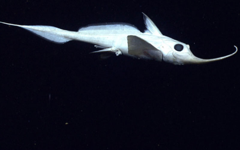 A Rhinochimera (Harriotta sp.) swims 10 meters above the seafloor in Hydrographer Canyon.