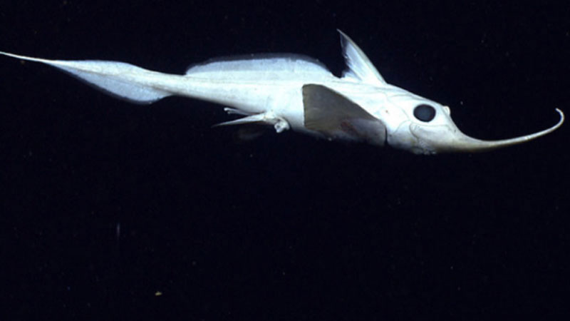 A Rhinochimera (Harriotta sp.) swims 10 meters above the seafloor in Hydrographer Canyon.