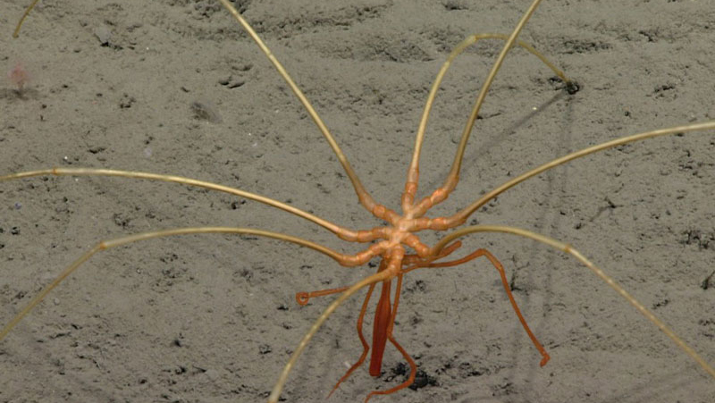 Sea Spider