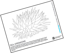 Sea Anemone Coloring Page