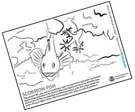 Scorpion Fish Coloring Page