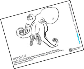 Octopus Coloring Page