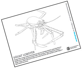 Squat Lobster Coloring Page
