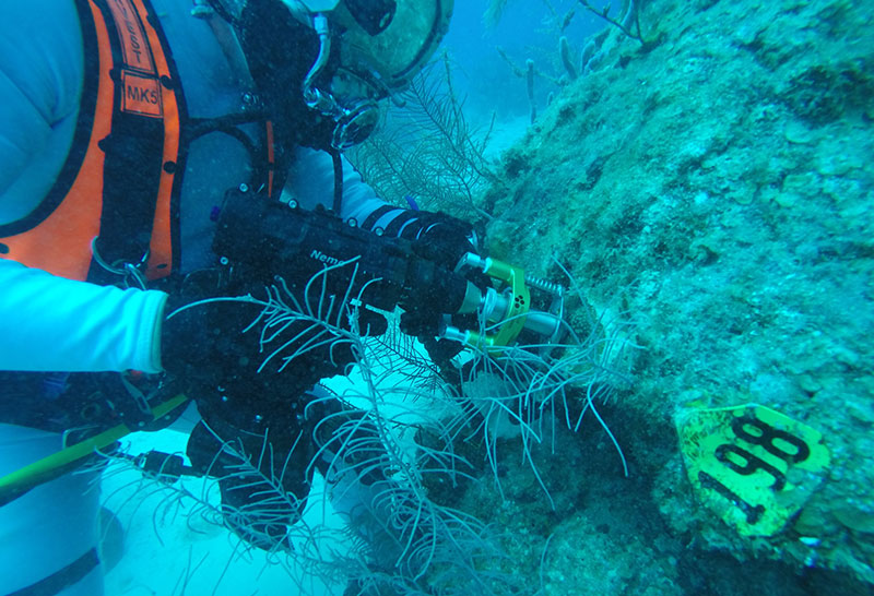 A NEEMO 22 diver collects a scientific sample for coral research using proxy tools, techniques, technologies, and training envisioned for future NASA planetary science exploration missions.