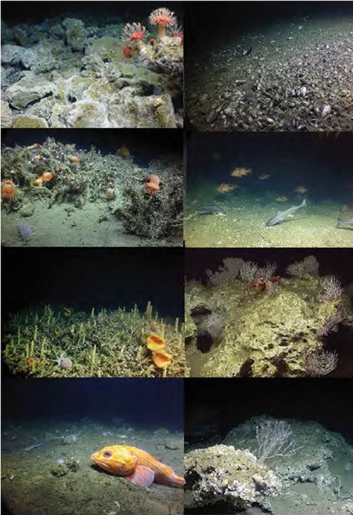 Examples of the diversity of habitats and fauna at methane seeps along the Cascadia margin.